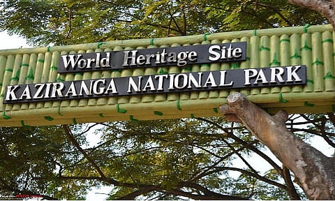 Hog Apocalypse- African Swine Flu in Assam can be ravaging for KNP