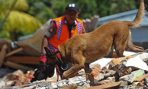 Specialist rescue dog locates koalas in fire-ravaged bushland