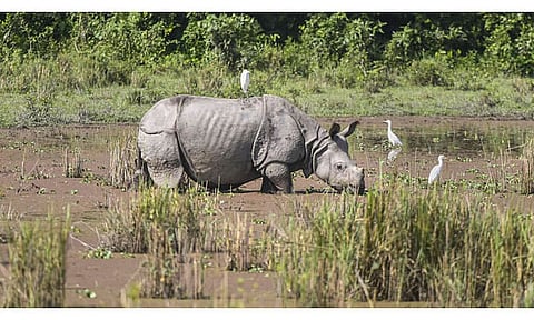 Lockdowns all good for nature & wildlife? Probably not! Here is why