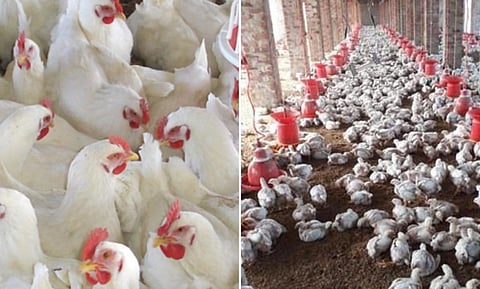 Assam Live Stock and Poultry Corporation Limited (ALSPC) sells mutton, poultry worth Rs 45 crore