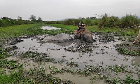 Wild elephant succumbs to injuries in Kaziranga National Park (KNP)