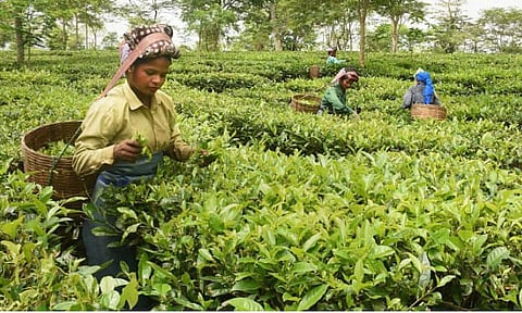 Assam Chah Mazdoor Union (ACMS) announces ceasework in tea gardens