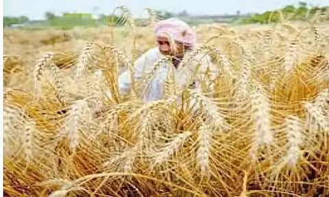 Agriculture Minister Pranajit Sigharoy: Paddy procurement to continue in Tripura