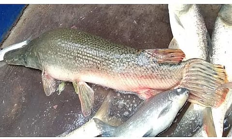 Rare North American fish species found in Mangaldai district