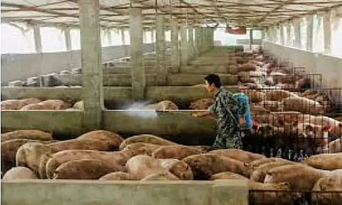 China offers subsidies to farmers to eradicate wild animal husbandry