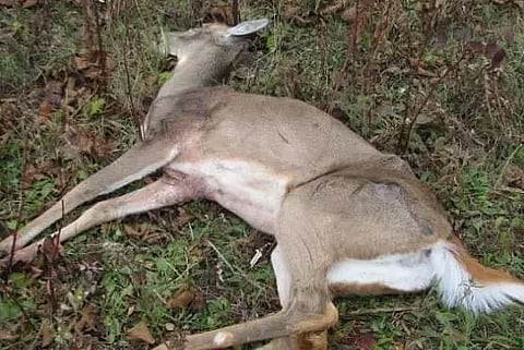 Injured deer dies in Sanyasi hill of Bongaigaon