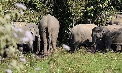 Saving Dehing Patkai