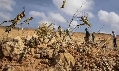 Desert locust attack in 15 several districts in western Madhya Pradesh