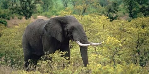 Elephant dies of leg injury in Nambor-Doigrung Wildlife Sanctuary