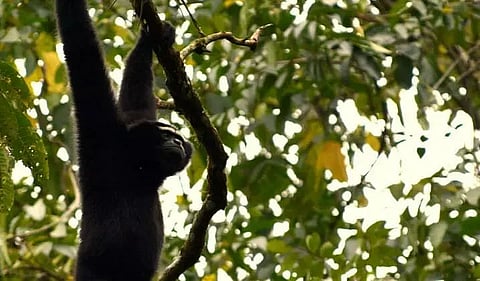 Cottonians play important role in Dehing Patkai Reserve Forest