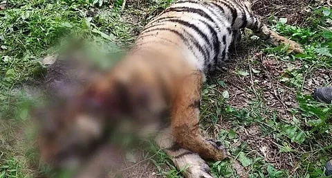 Tiger carcass found at Burapahar forest range of Kaziranga National Park