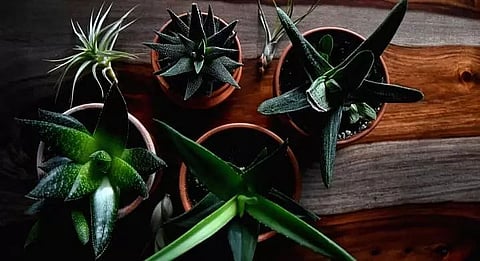 Online sales hint at home gardening bloom in lockdown