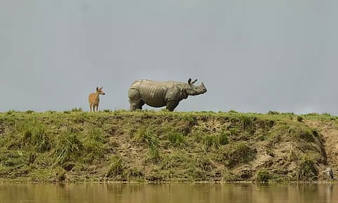 Kaziranga National Park preparing to face seasonal floods