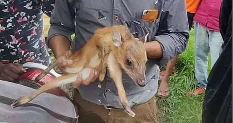 Fawn rescued by two activists of Green Valley Wild Life Protection Society in Tangla