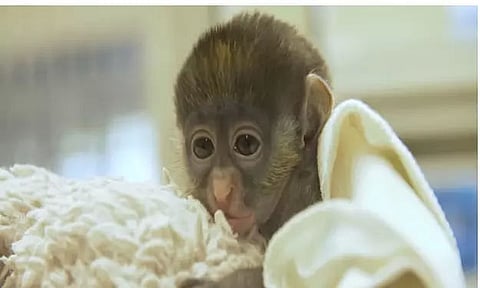 Police officer's family lauded for nurturing baby monkey to health
