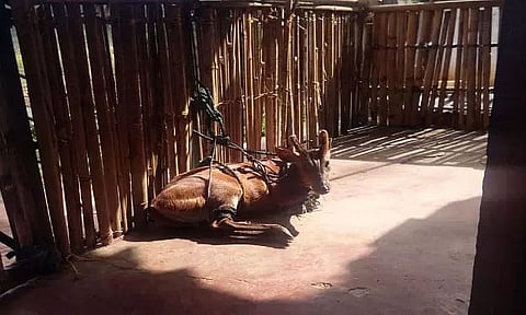 Caretakers rescued trapped deer in Umiam, Meghalaya