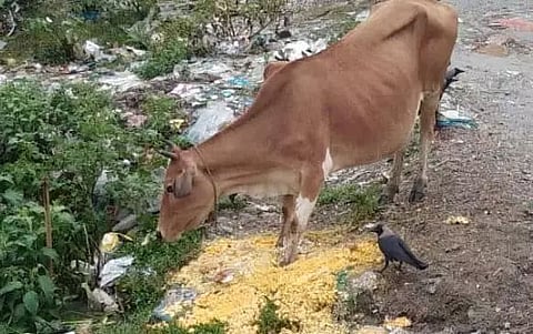 Residents of Dhubri town plea to stop dumping of garbage in Dhubri Mela Field