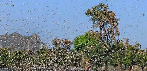 Arunachal Agriculture dept. alerted officials on possible attack of locusts on crops