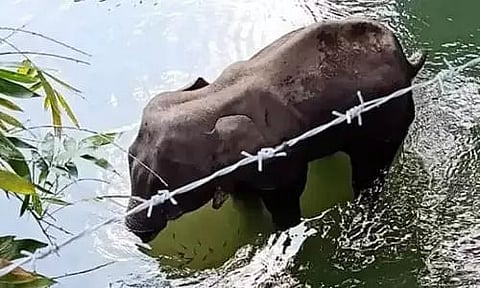 One arrest made in the killing of a pregnant elephant murder in Palakkad
