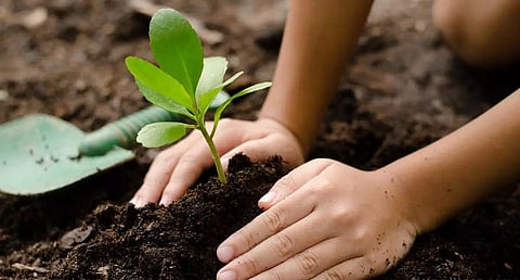 Plantation drive organized in all Northeastern region airports