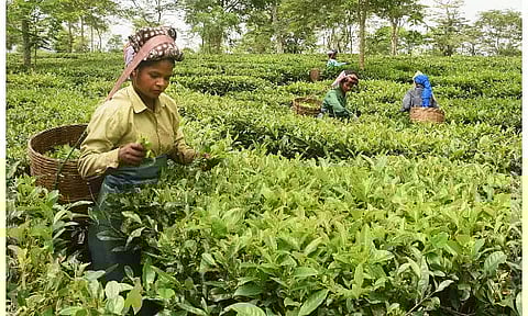 Assam tea has lost Rs 1,059-crore revenue: SITA report