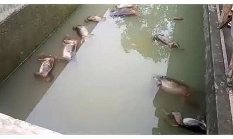 13 monkeys found dead in Cachar water reservoir