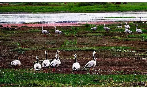 Dibru-Saikhowa in peril