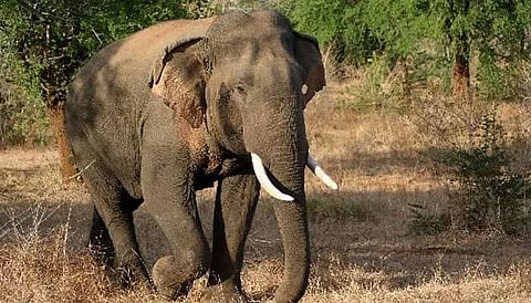 Woman trampled to death by wild jumbo in Lakhimpur district