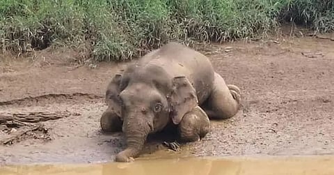 Baby elephant's body recovered in Doreng forest reserve, Boko