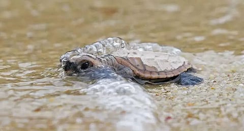 Turtle survey begins in Uttar Pradesh's Terai region