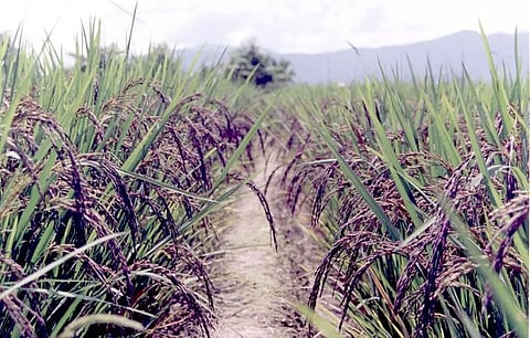 Manipur rice set to export