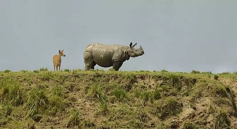 Rhino poaching has come down in Assam: Data
