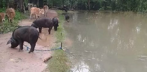 Flood situation in Gohpur under Biswanath district remains critical