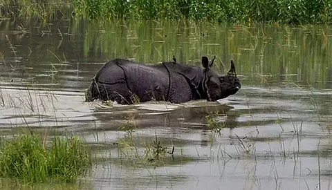 Assam floods: 80% area of Pobitora Wildlife Sanctuary under flood water