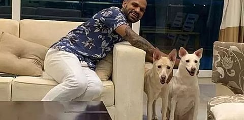 India opener Shikhar Dhawan adopts two dogs