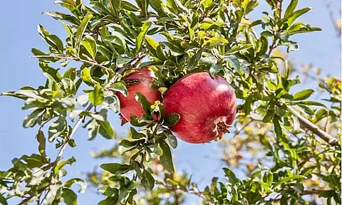 The mythical tales of fruit | Bananas |Pomegranate | Mango | Coconut