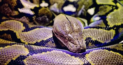 Python recovered near NH-37 road in Demow Madhupur