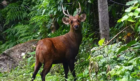 Flood situation in Kaziranga National Park slightly improves