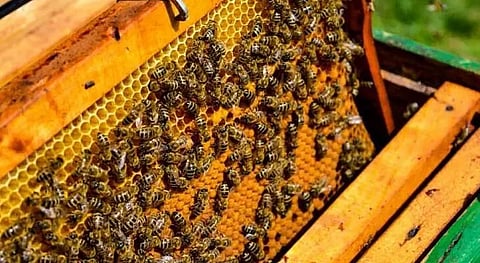 Apiculture as a means of self-employment; Dhakuakhana youths show the way
