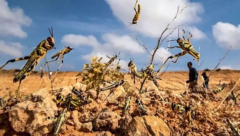 Locusts unleash new lifeline for 'bandwallahs' in Uttar Pradesh
