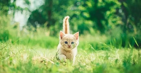 Research on a human-cat link on ancient Silk Road