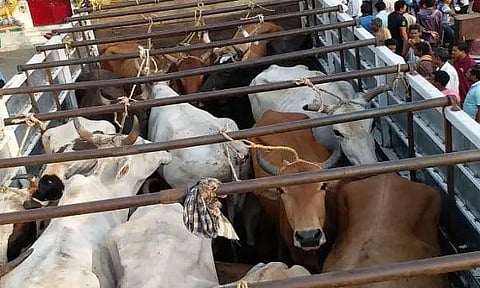 BSF arrests seized truck loaded with cattle near Umkiang