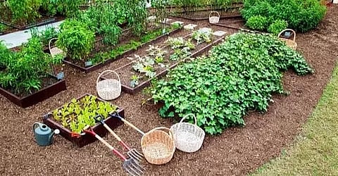 Krishi Vigyan Kendra highlights the importance of kitchen garden farming