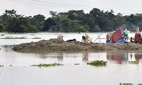 Hundreds of cattle die in second wave of flood in Dibrugarh