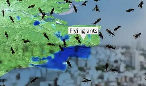 Giant swarm of flying ants spotted from space due to massive size over UK