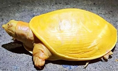 Rare yellow turtle spotted and rescued in Odisha