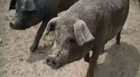 Ban on sale & transportation of pigs to prevent spread of swine fever