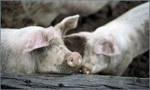 Ordeal of culling around 8,000 pigs in August