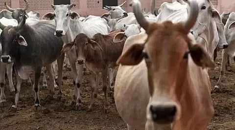 Guwahati Frontier, BSF troops rescue 110 cattle