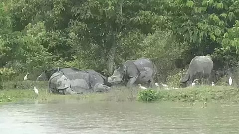 Over 90% area of Pobitora Wild Life Sanctuary affected by severe flood